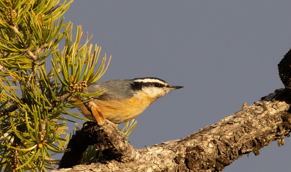 Red-breasted Nuthatch - ML619381096