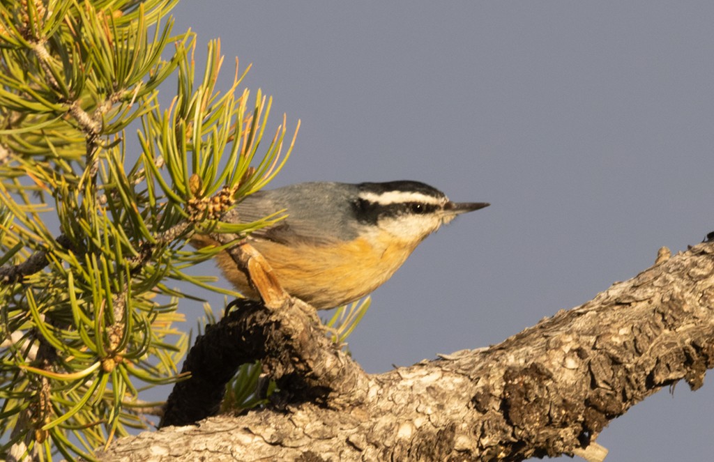 Red-breasted Nuthatch - ML619381097