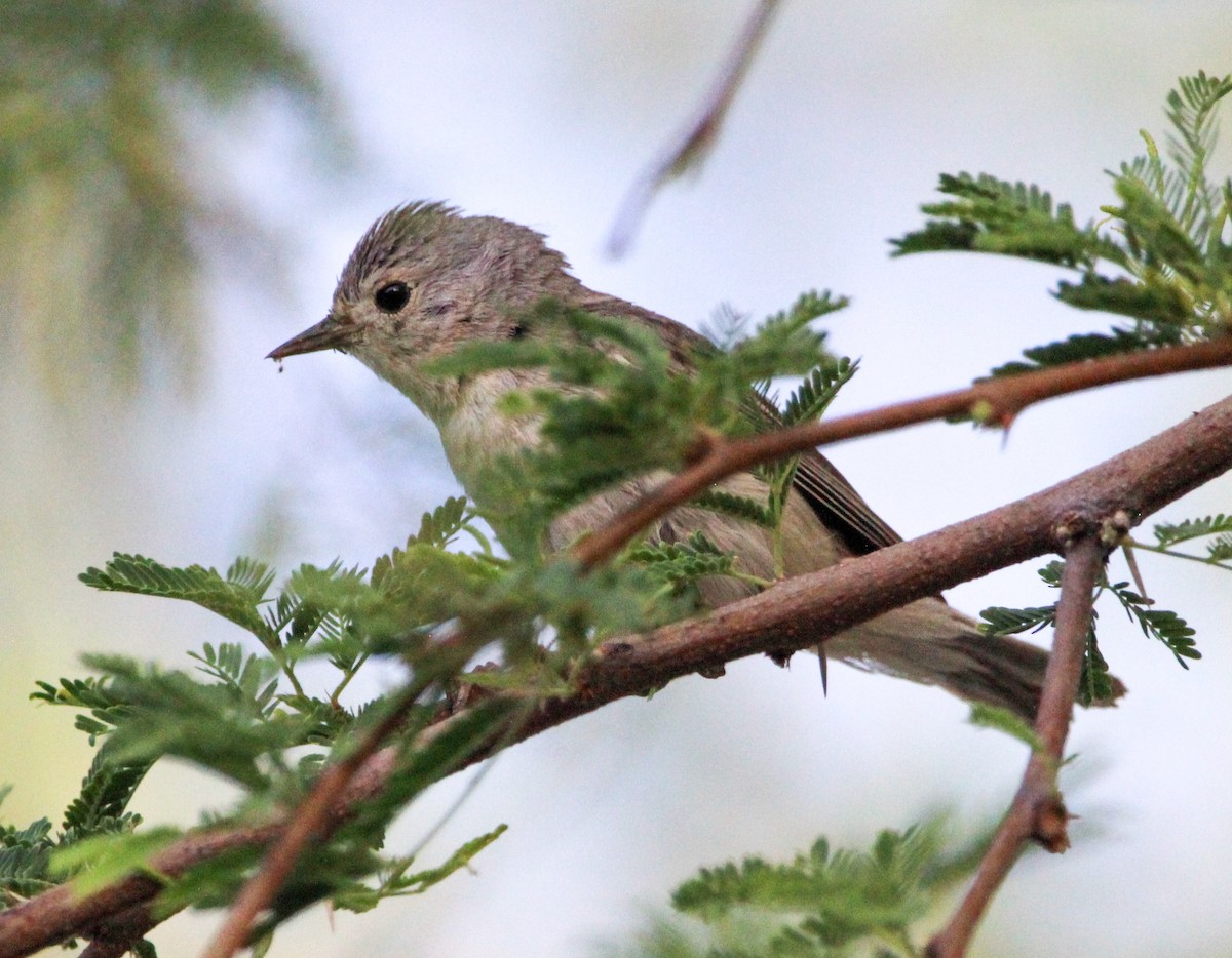 Lucy's Warbler - ML619381130