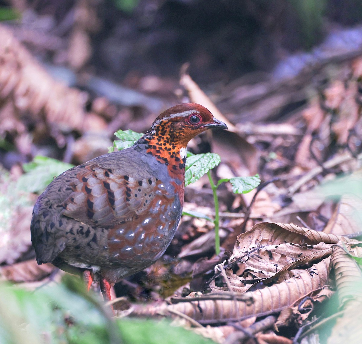 Chestnut-breasted Partridge - ML619381152