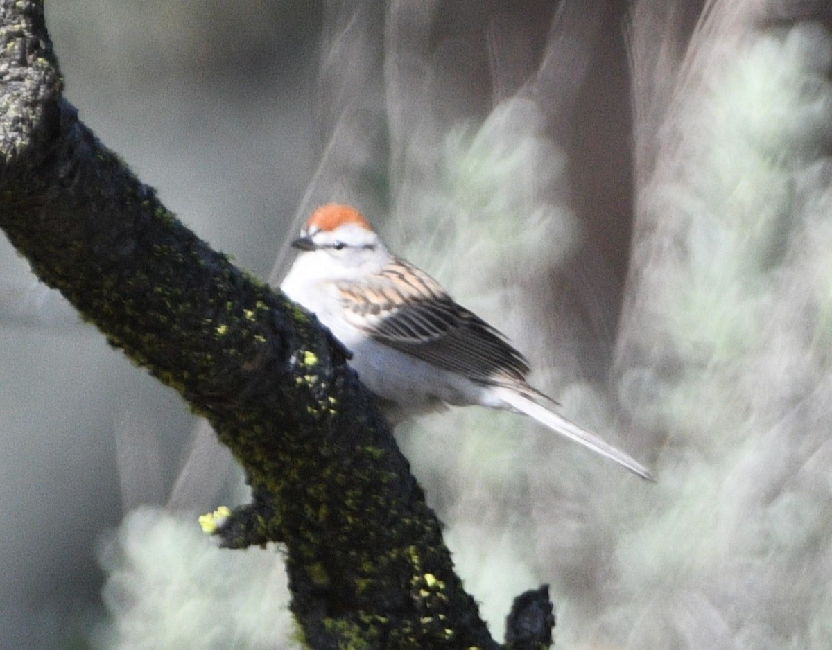 Chipping Sparrow - ML619381200