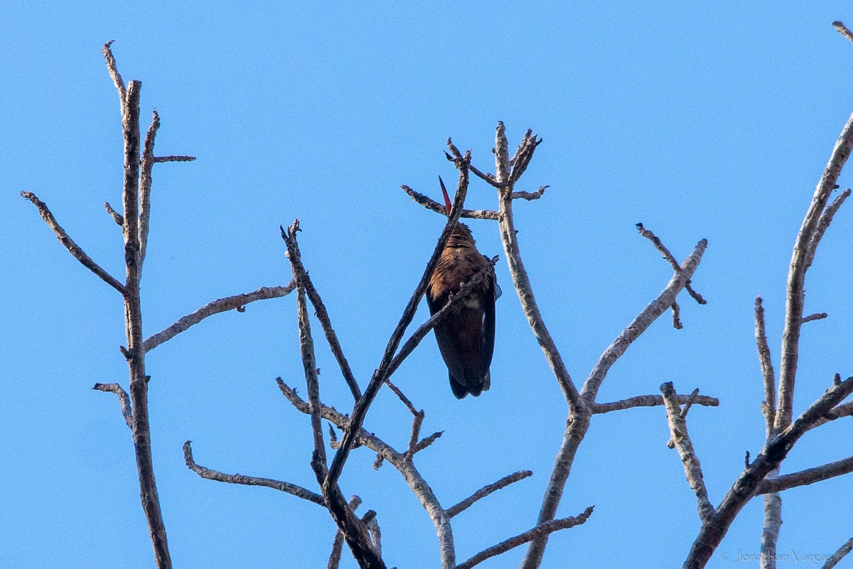 kolibřík ryšavý (ssp. graysoni) - ML619381202