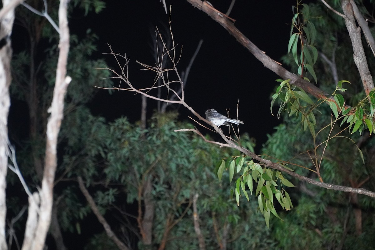 Australian Owlet-nightjar - ML619381214