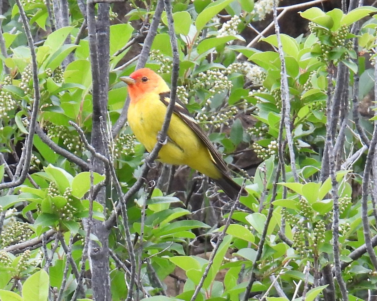 Western Tanager - ML619381267