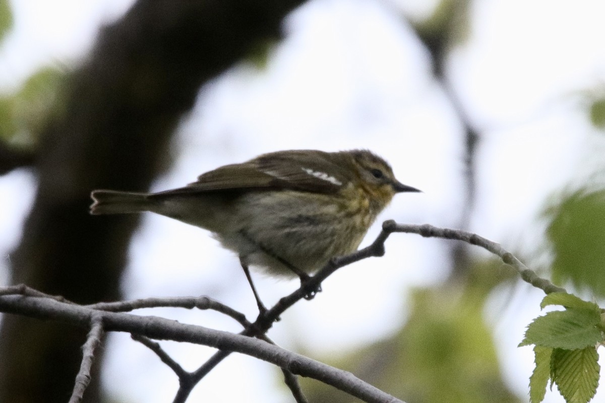 Cape May Warbler - ML619381301