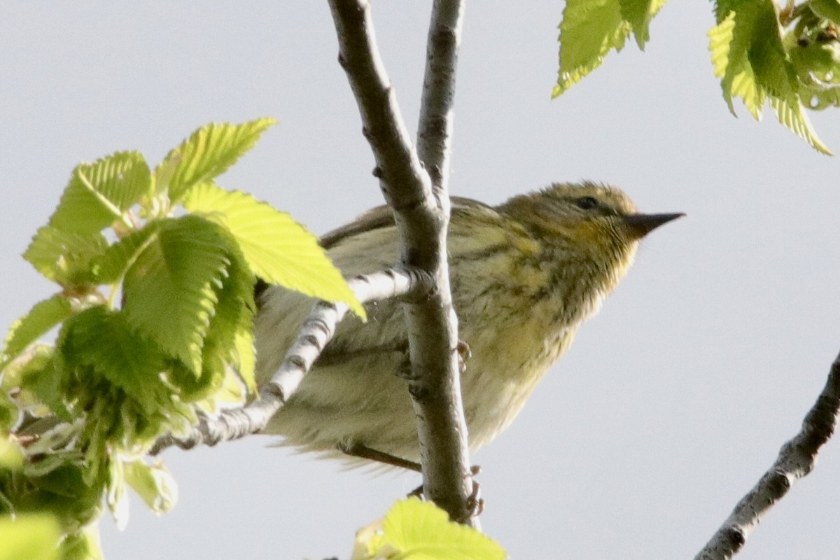 Cape May Warbler - ML619381302