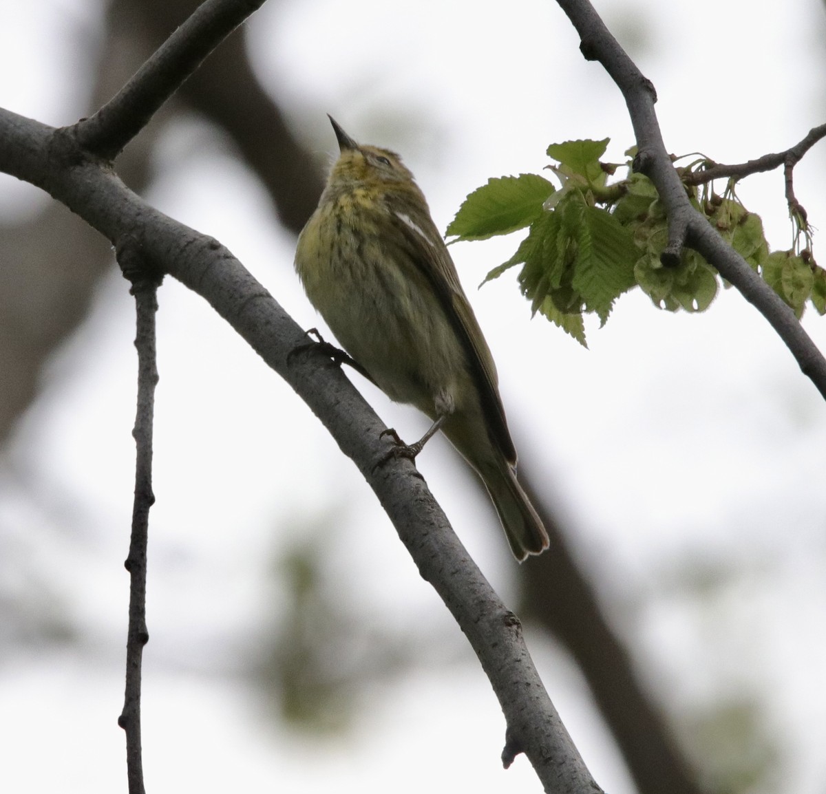 Cape May Warbler - ML619381303