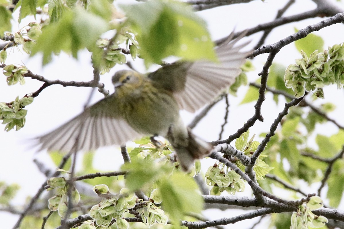 Cape May Warbler - ML619381304