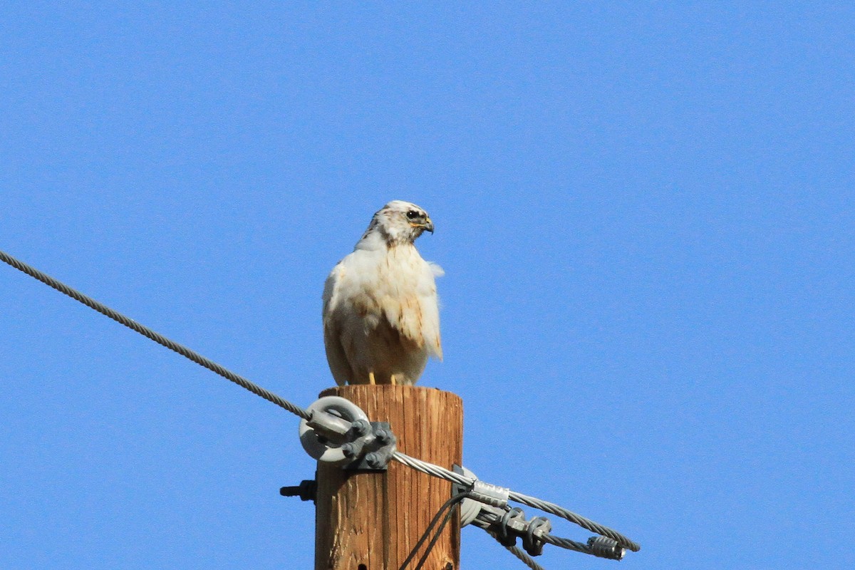 Red-tailed Hawk - ML619381305