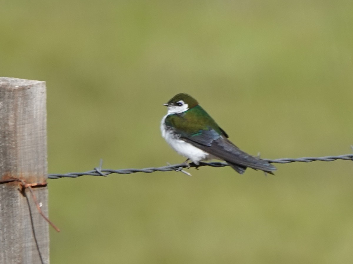 Violet-green Swallow - ML619381317