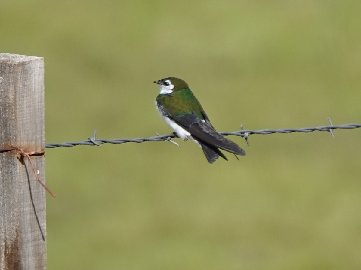 Violet-green Swallow - ML619381318