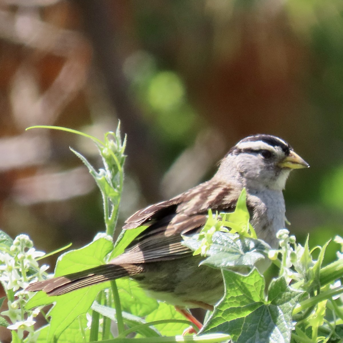 White-crowned Sparrow - ML619381320