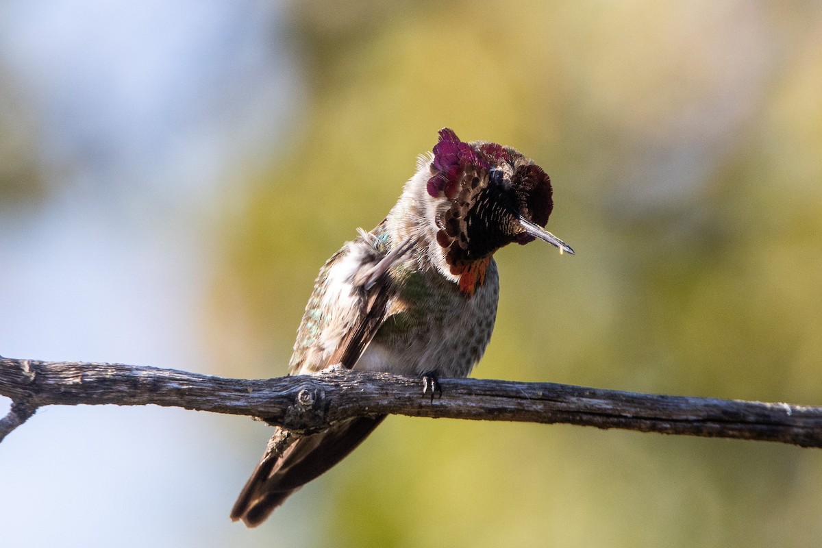 Anna's Hummingbird - ML619381383