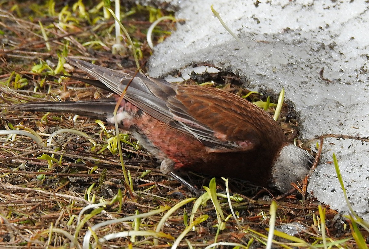 Gray-crowned Rosy-Finch - ML619381398