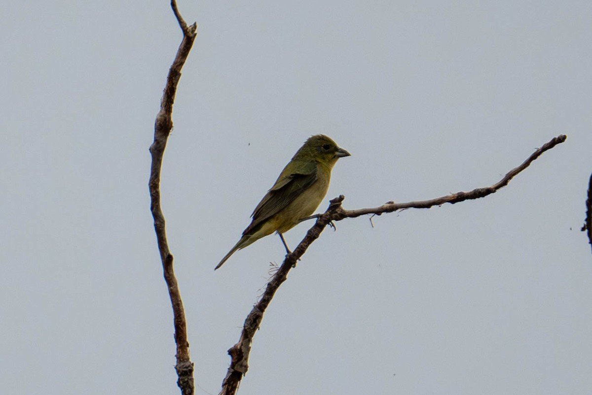 Painted Bunting - ML619381418