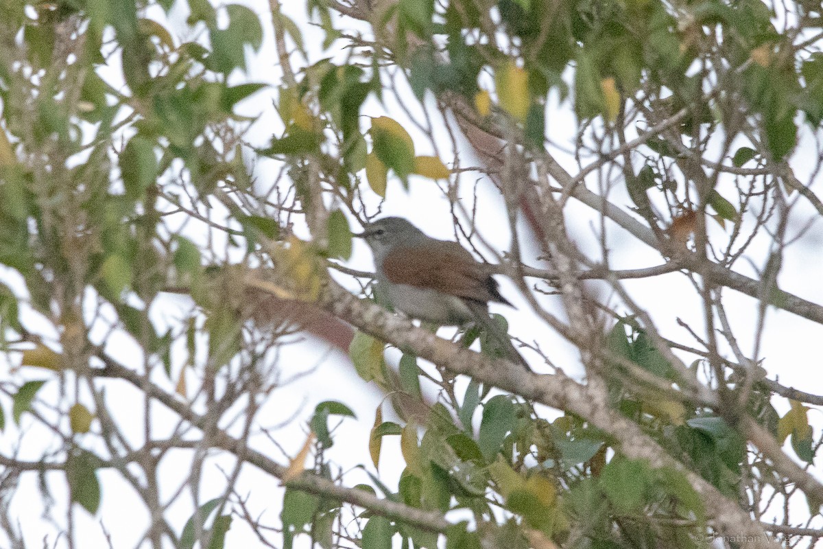 Brown-backed Solitaire - ML619381429