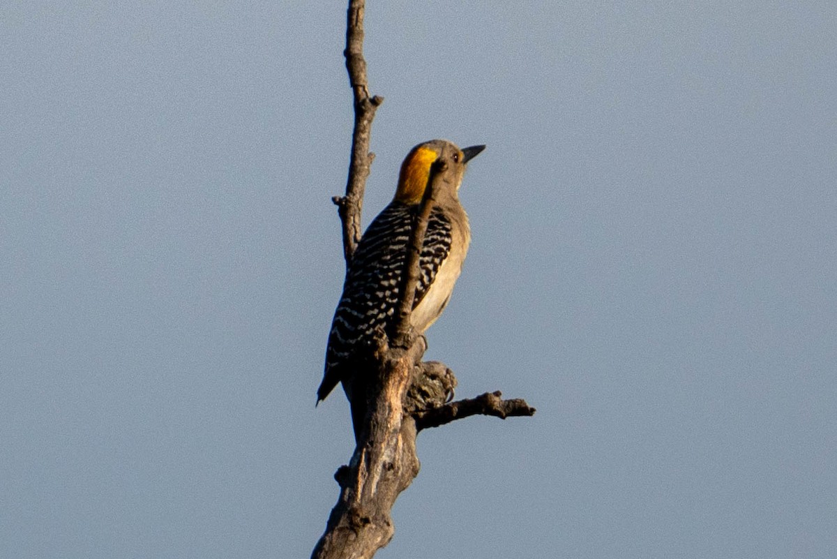 Golden-fronted Woodpecker - ML619381452