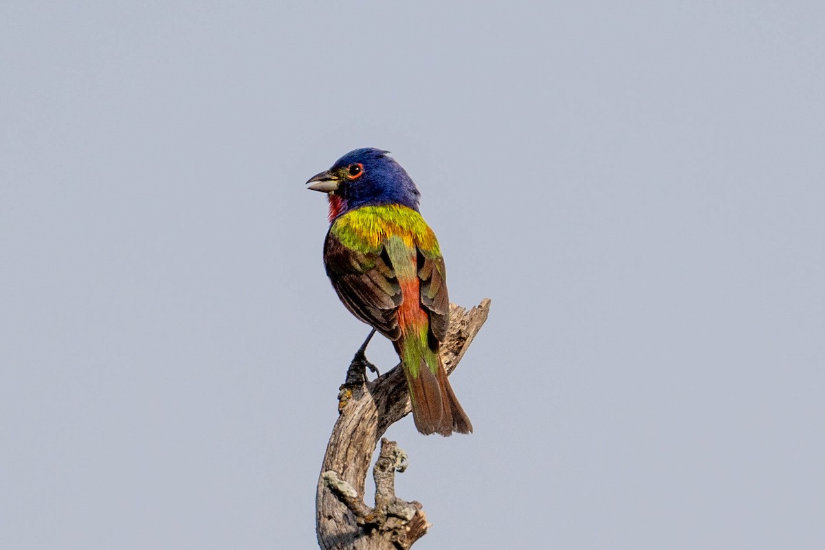 Painted Bunting - ML619381458
