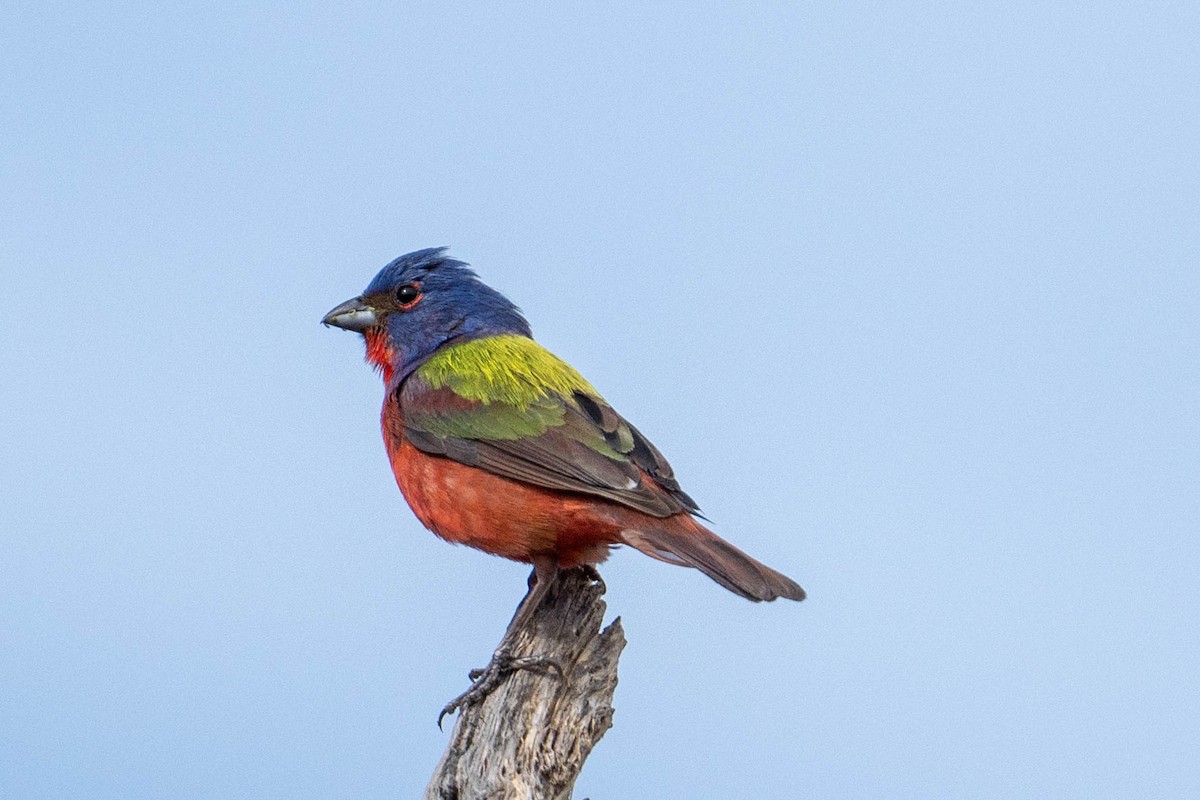 Painted Bunting - ML619381459