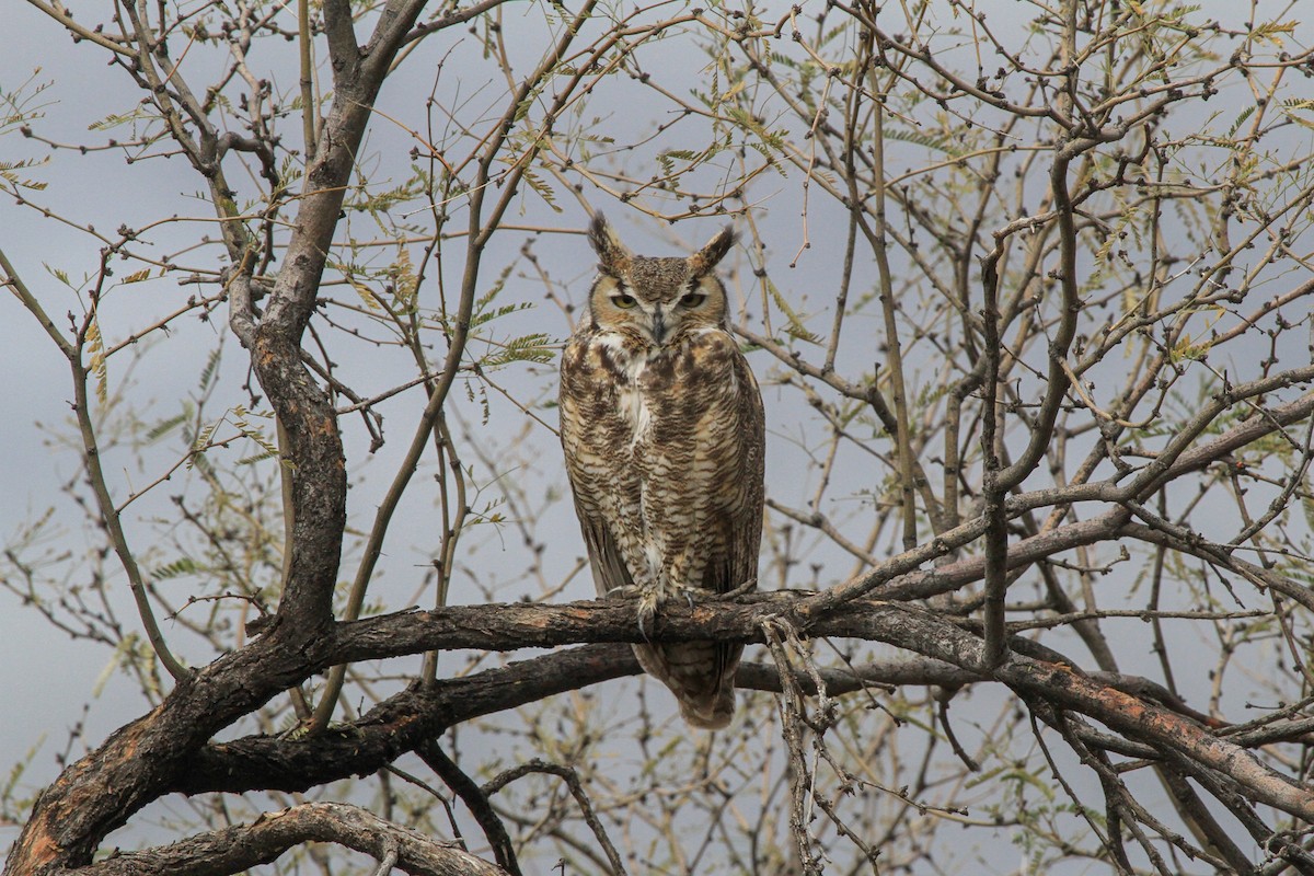 Great Horned Owl - ML619381467