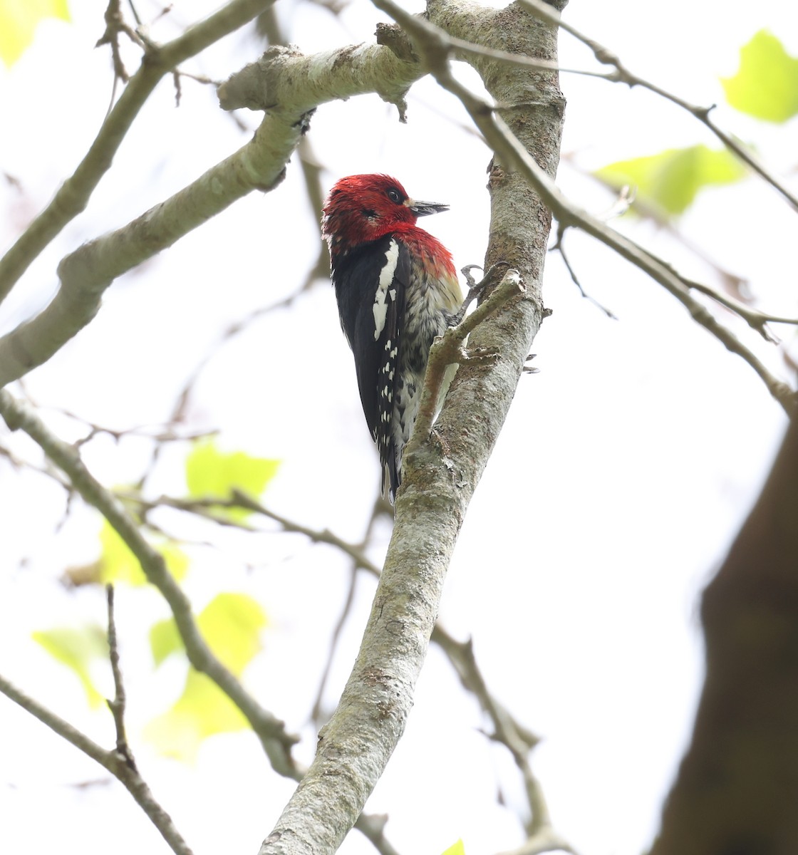 Red-breasted Sapsucker - ML619381469