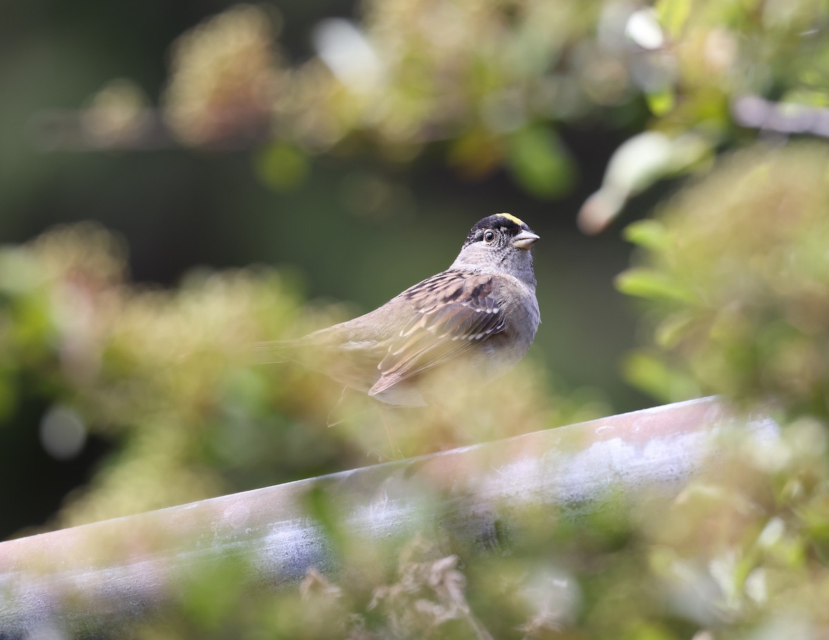 Golden-crowned Sparrow - ML619381474