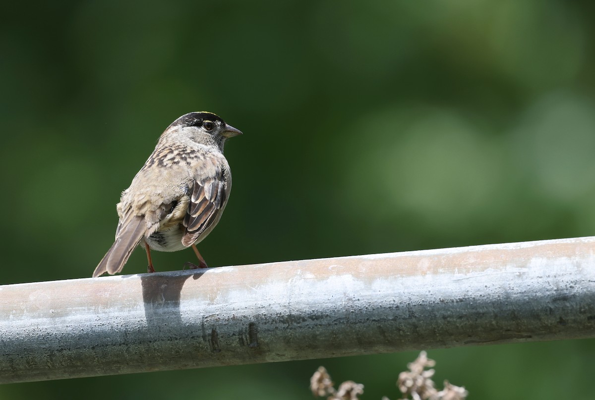 Golden-crowned Sparrow - ML619381475
