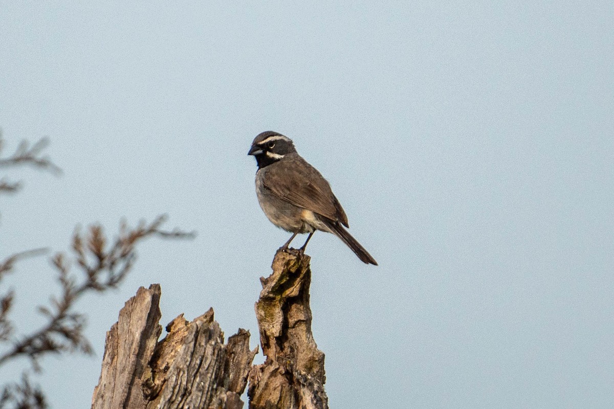 Black-throated Sparrow - ML619381477