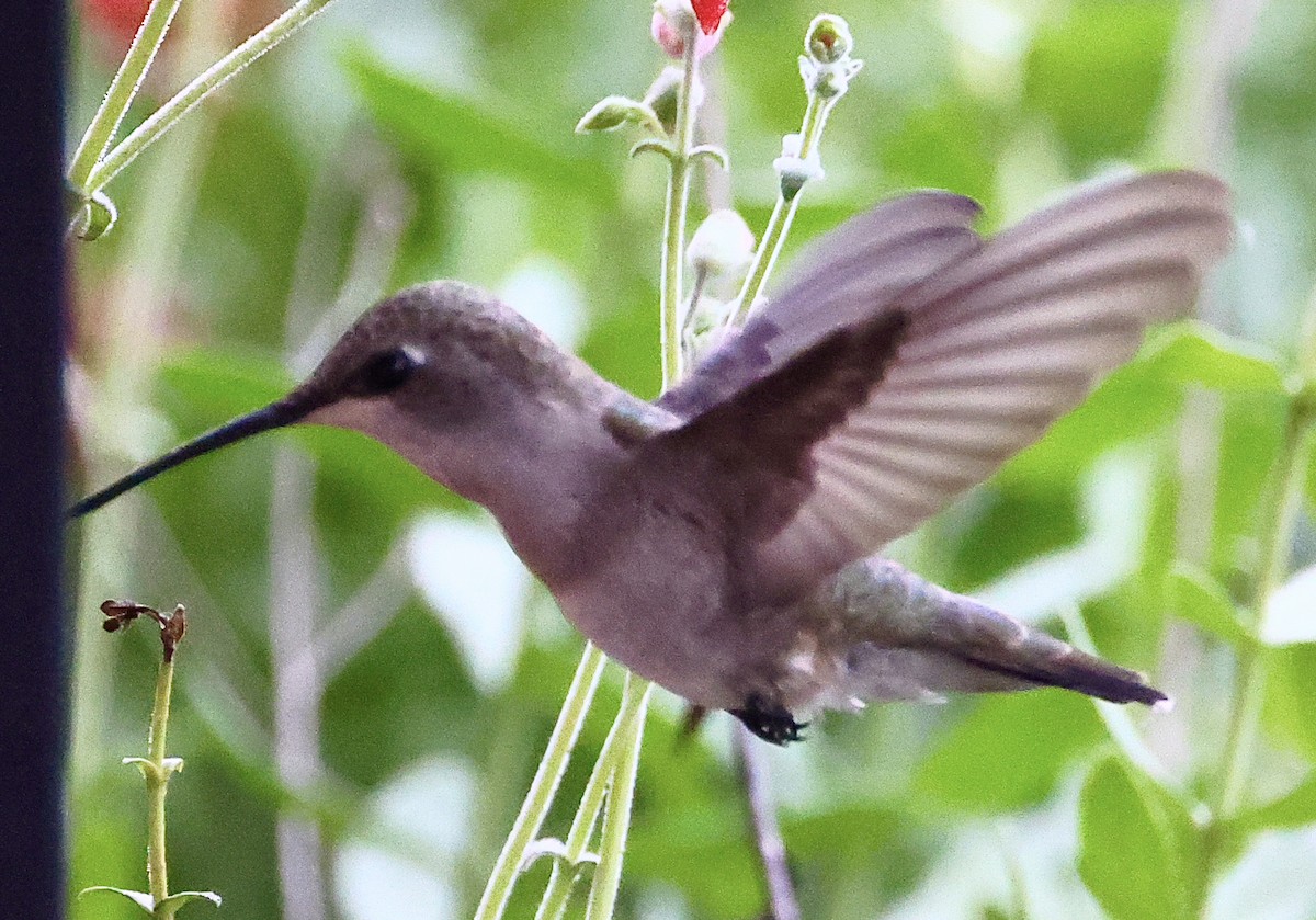 Black-chinned Hummingbird - ML619381494