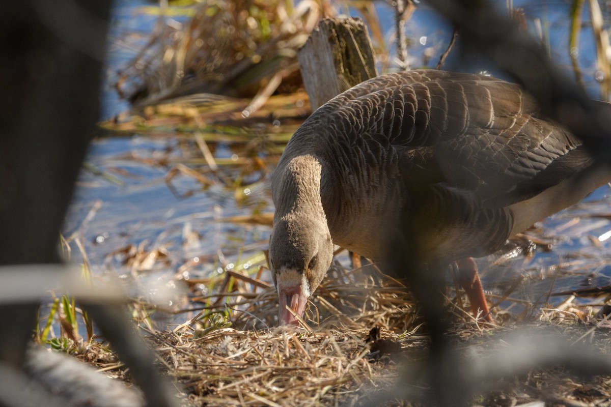 Greater White-fronted Goose - ML619381499