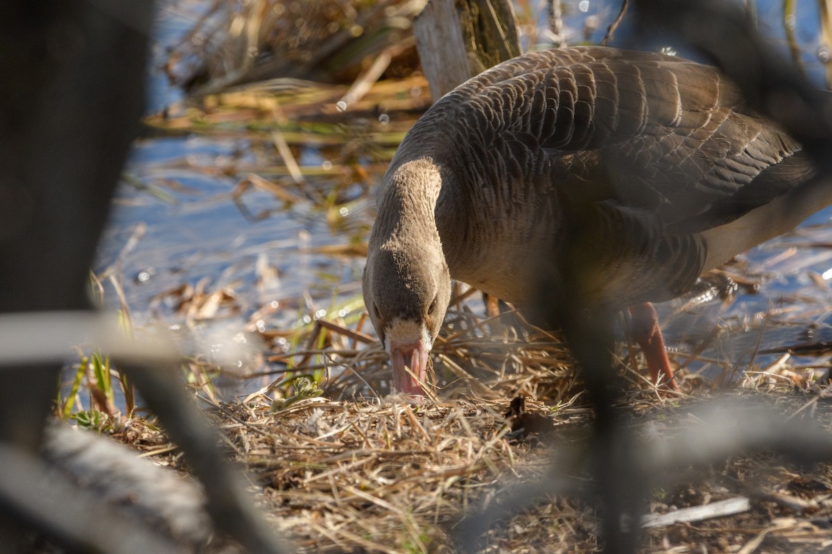 Greater White-fronted Goose - ML619381500