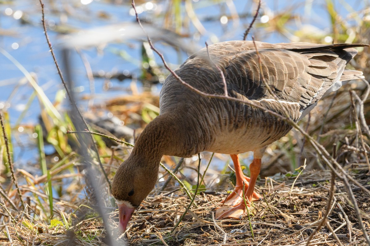Greater White-fronted Goose - ML619381501