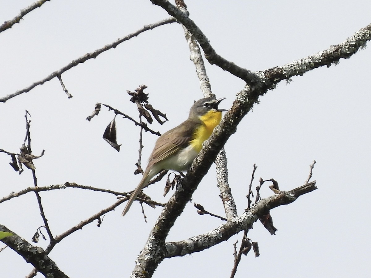 Yellow-breasted Chat - ML619381569