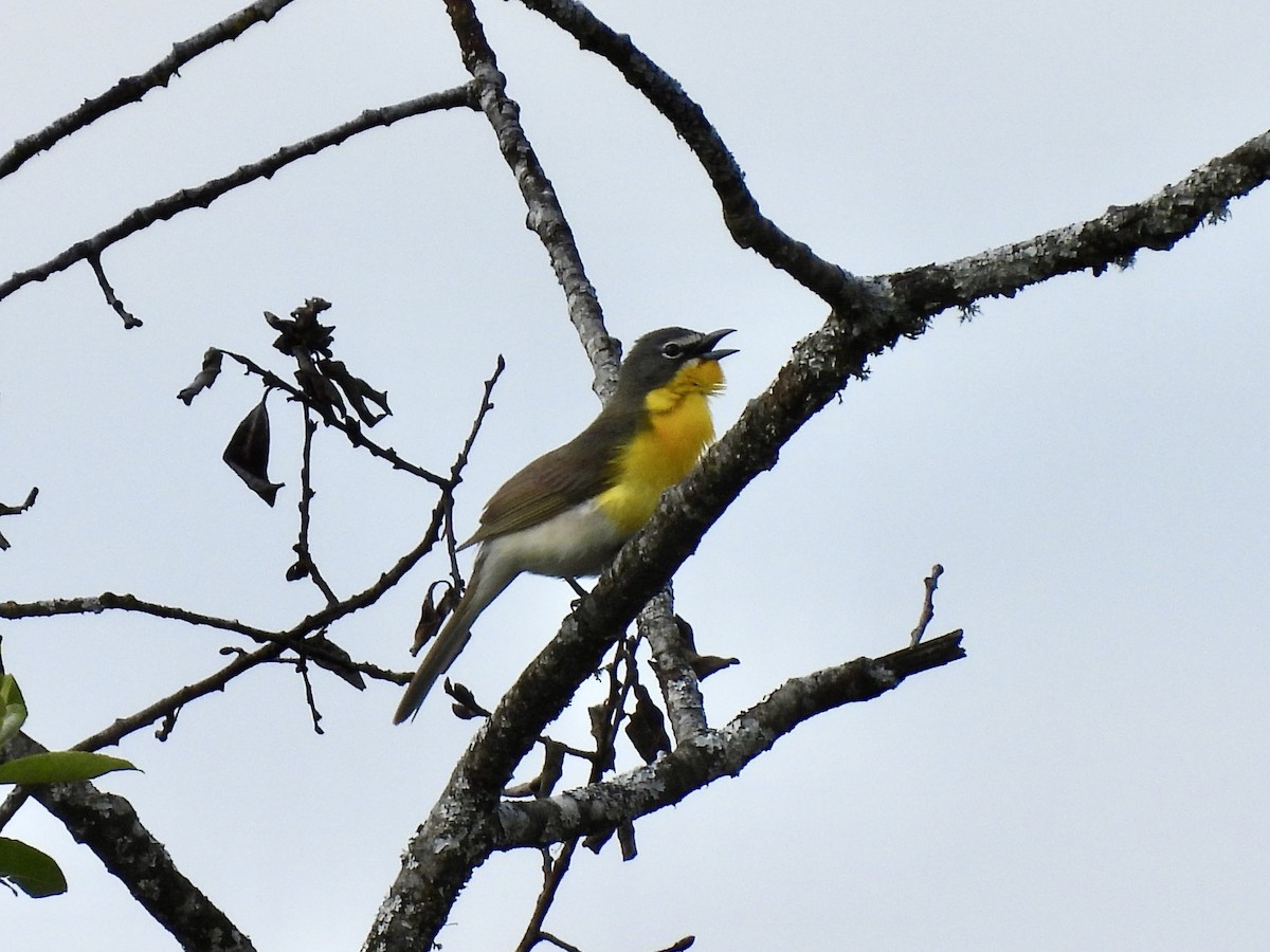 Yellow-breasted Chat - ML619381570