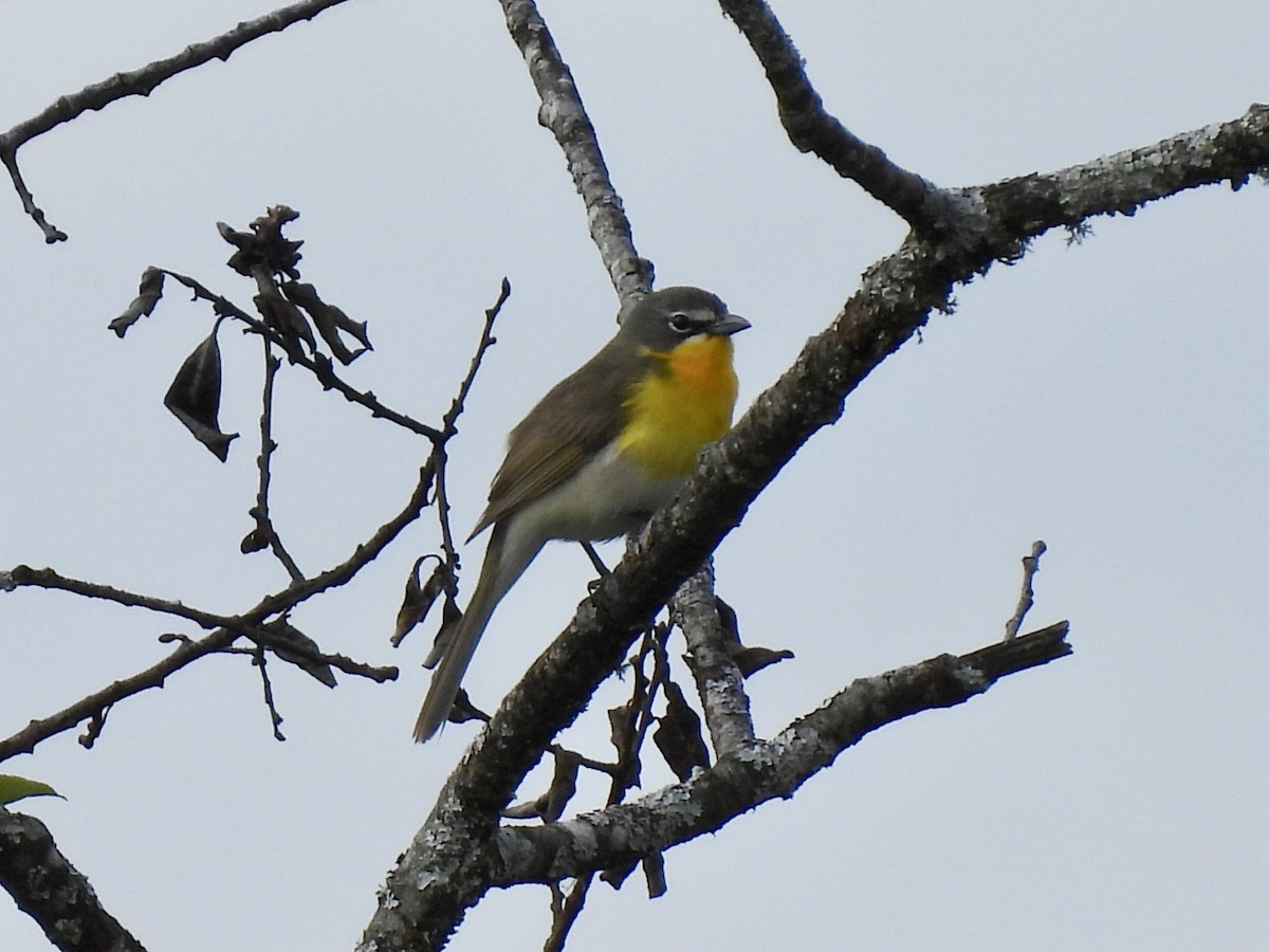 Yellow-breasted Chat - ML619381571