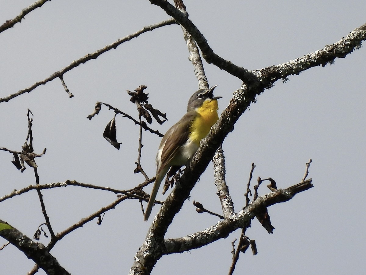 Yellow-breasted Chat - ML619381572