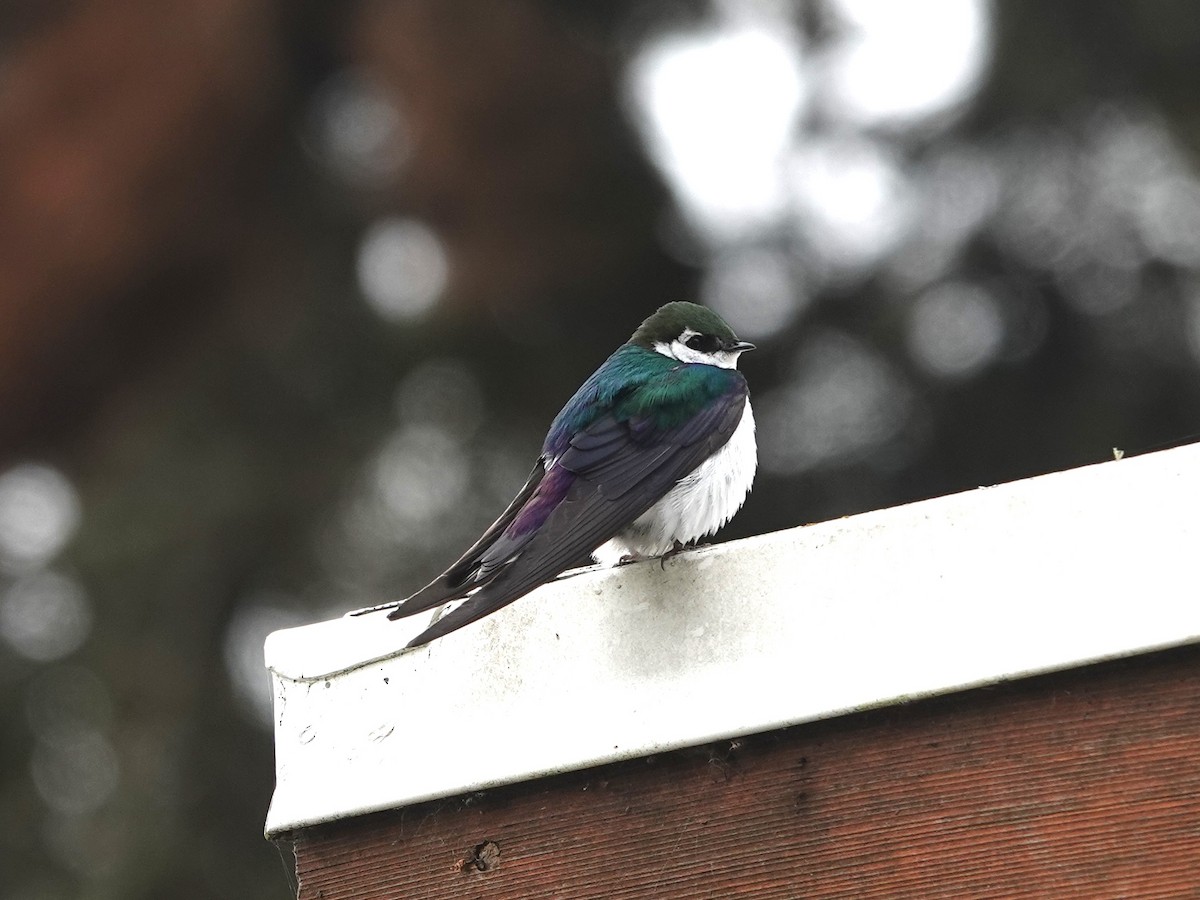 Violet-green Swallow - ML619381587