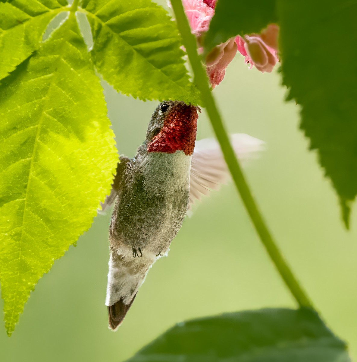 Broad-tailed Hummingbird - ML619381588