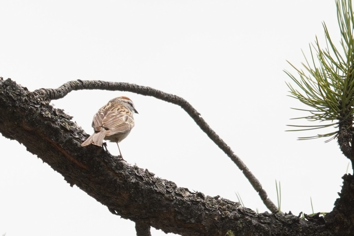 Chipping Sparrow - ML619381603