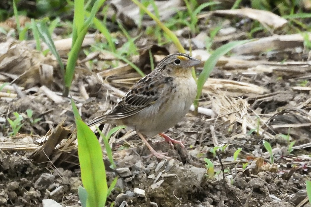 Grasshopper Sparrow - ML619381625