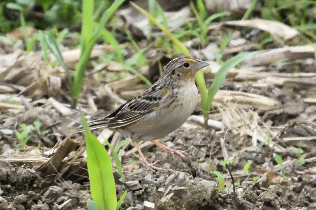 Grasshopper Sparrow - ML619381638