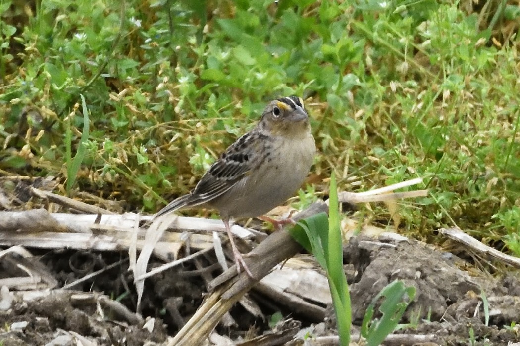 Grasshopper Sparrow - ML619381642