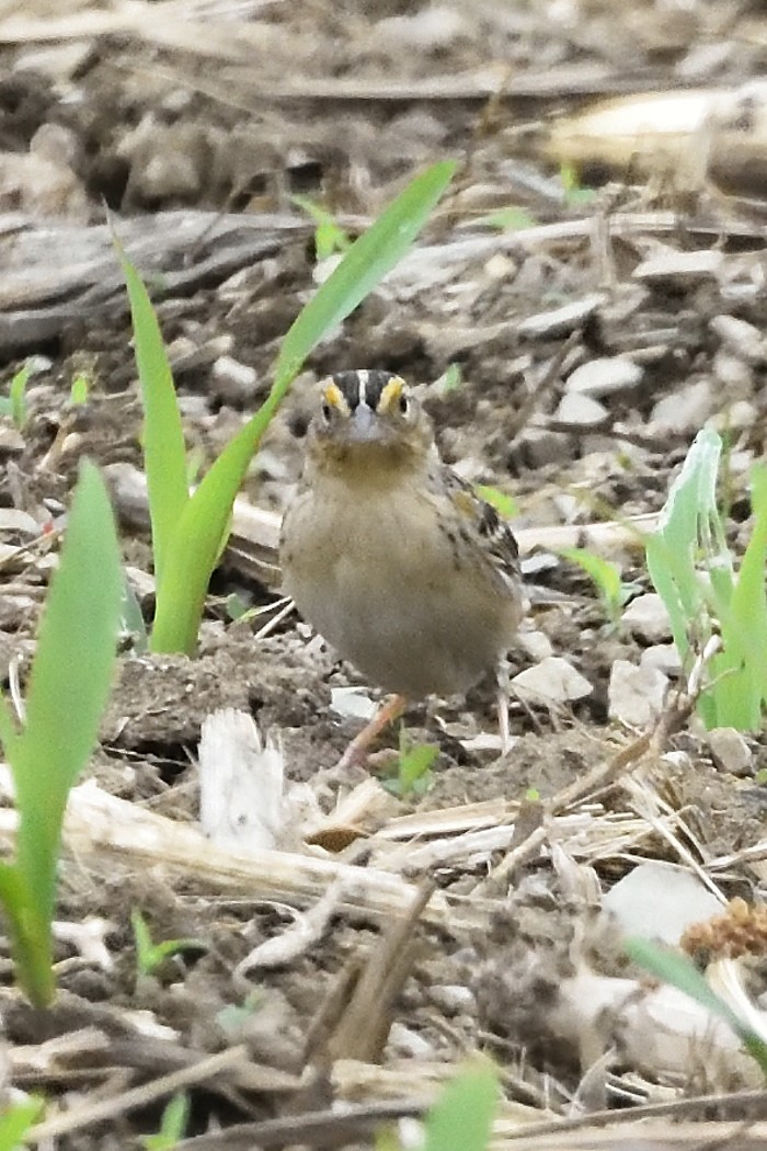 Grasshopper Sparrow - ML619381645