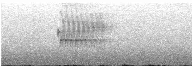Тауї плямистий - ML619381691