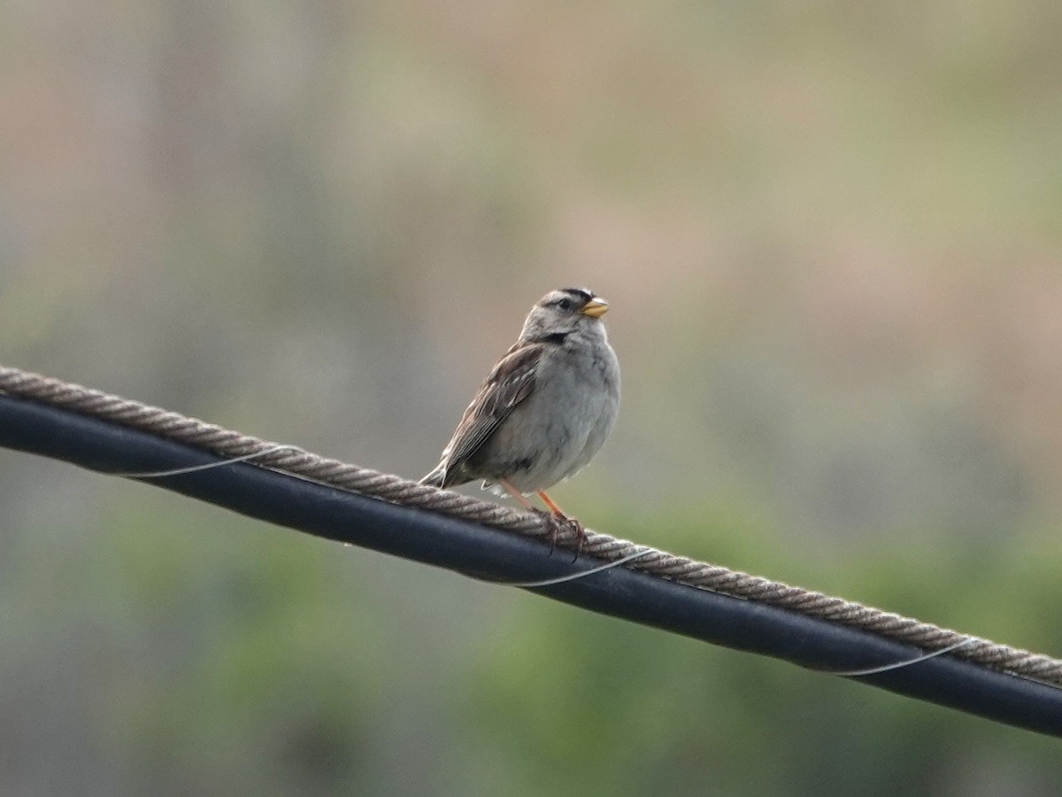 White-crowned Sparrow - ML619381709