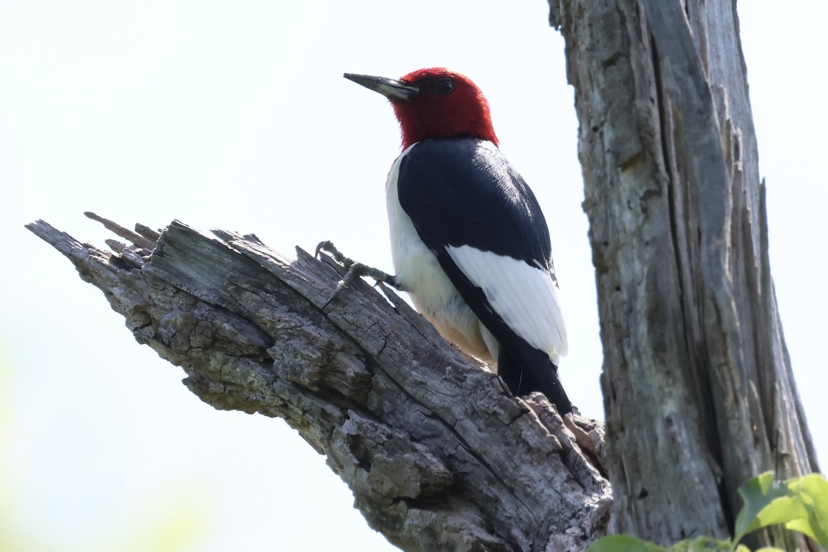 Red-headed Woodpecker - ML619381716