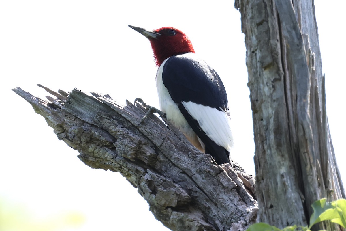 Red-headed Woodpecker - ML619381717