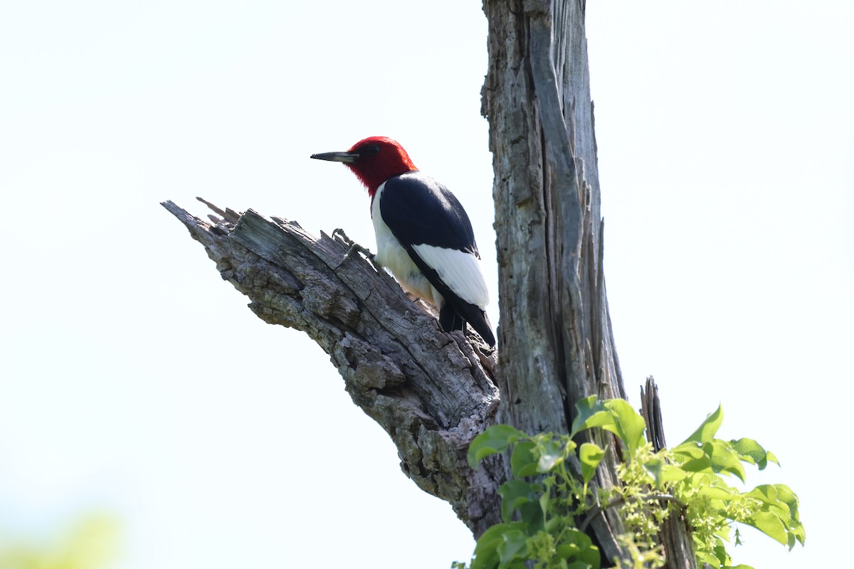 Red-headed Woodpecker - ML619381718
