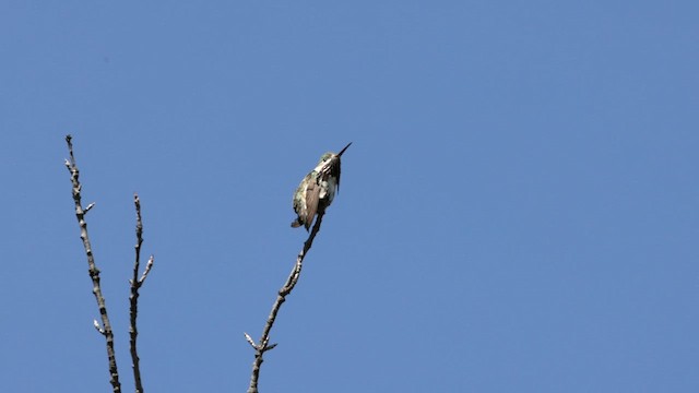 Calliope Hummingbird - ML619381720
