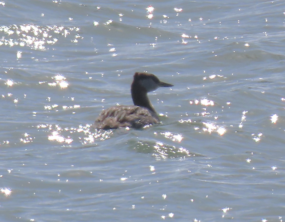 Red-necked Grebe - ML619381756